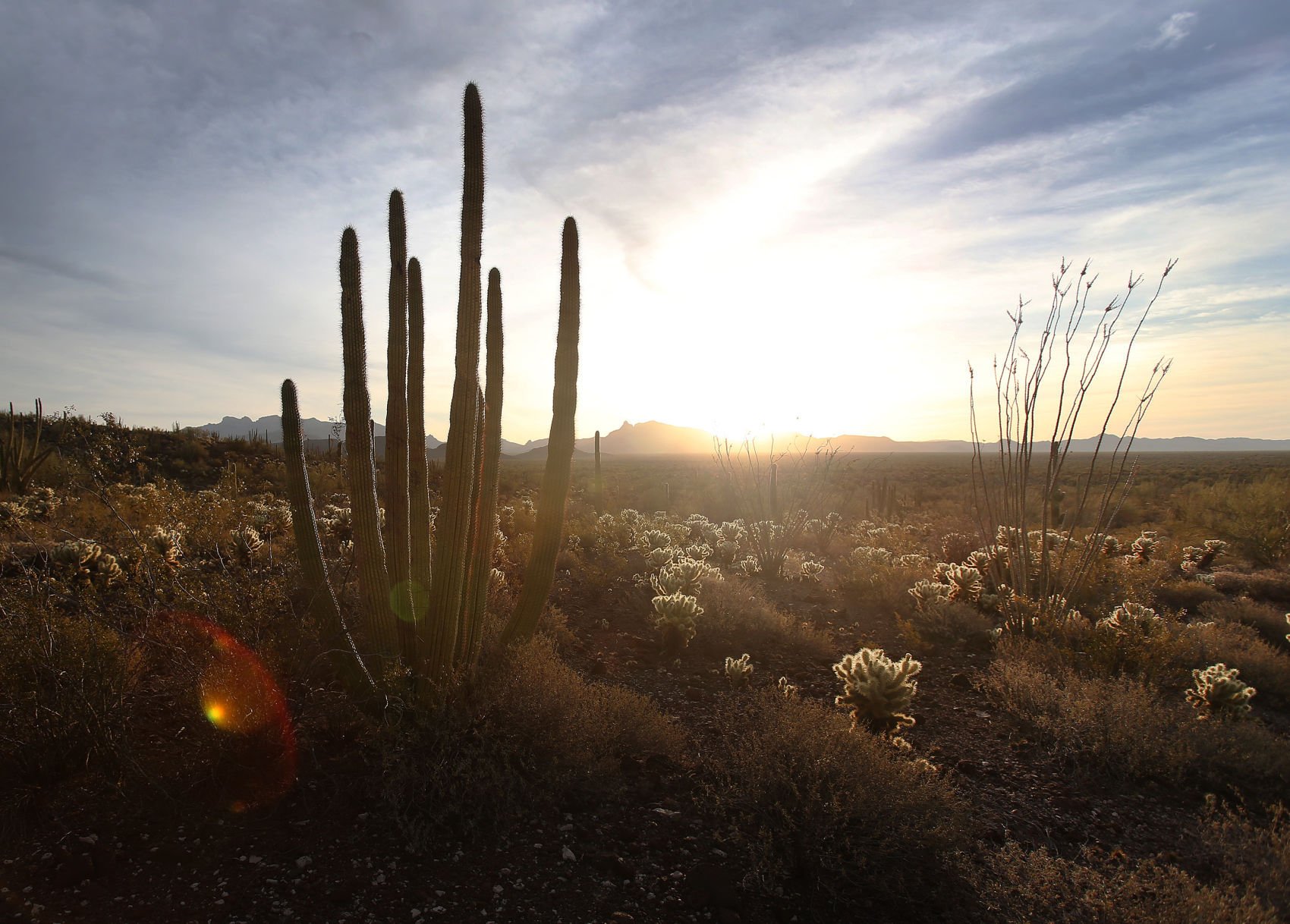 Organ Pipe National Monument